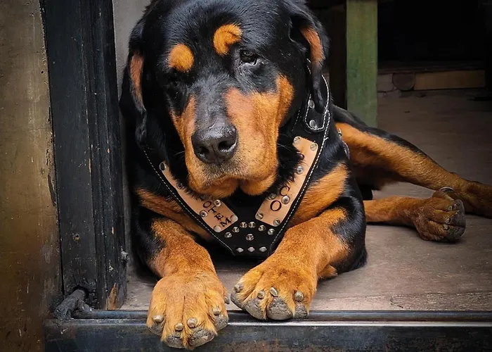Wolf Totem Steam Punk Pisac